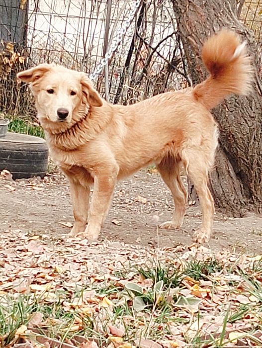 Пёс кастрированный в частный дом.