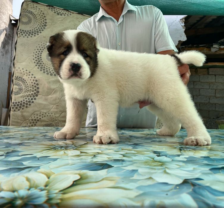 Щенок Алабая ( Супер Гигант )