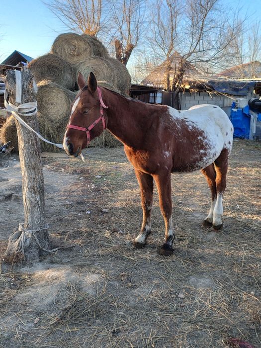 1,5 годовалый породистый жеребчик