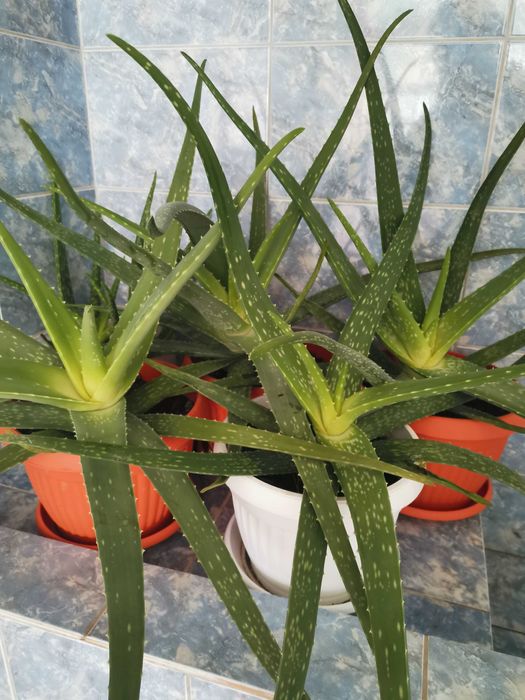 Алое вера лечебно