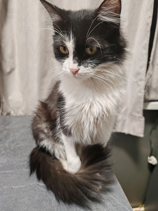 Котик в хорошую семью