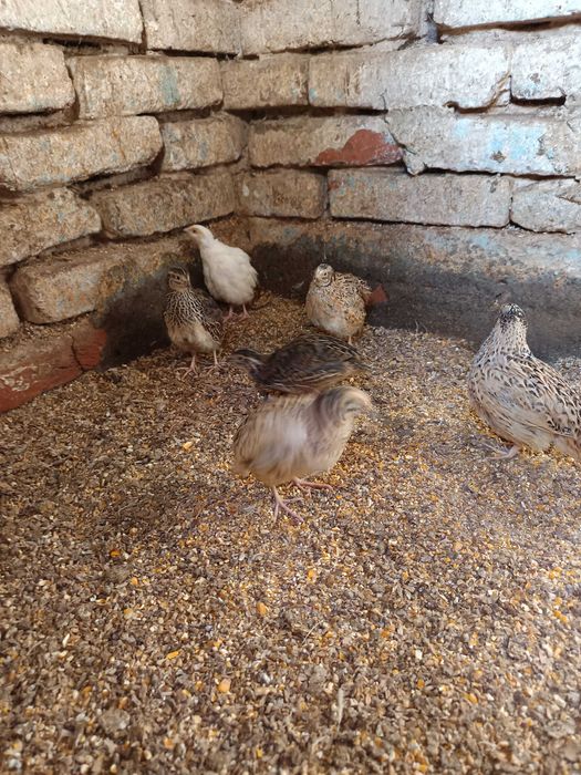 Prepelițe de 4 -5 săptămâni