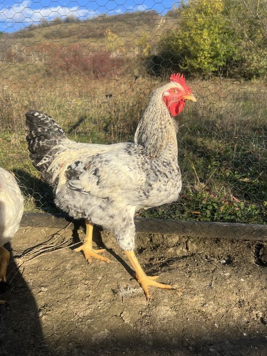 Cocoș tânăr de vanzare