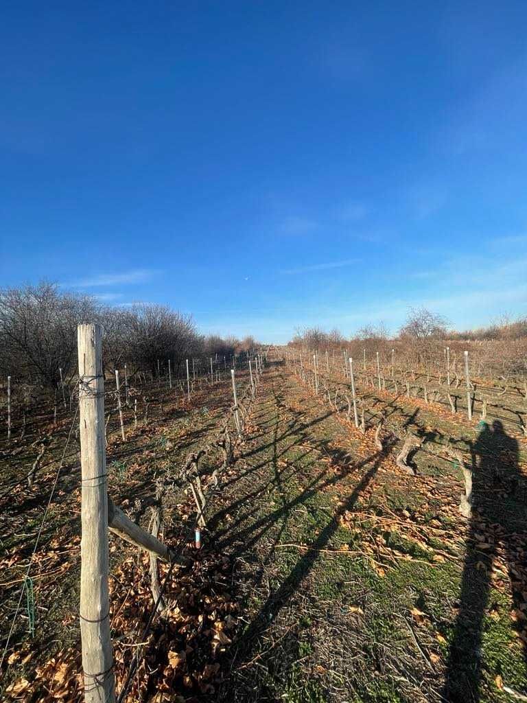 Продава се Парцел в с. Белащица, Област Пловдив - 2600 кв.м за 16 €/кв.м - Снимка #1