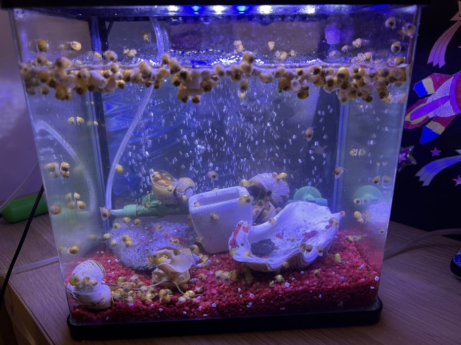 Melci pomaceea de acvariu