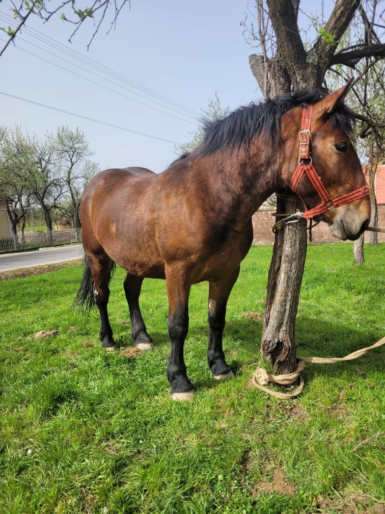 Vând mânza semi-grea