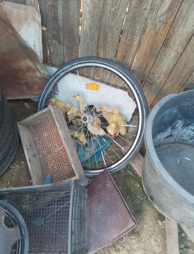 Vând boboci de rata și Găini de oua