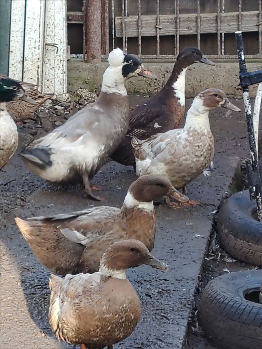 Vând rațe de rasa cu moț