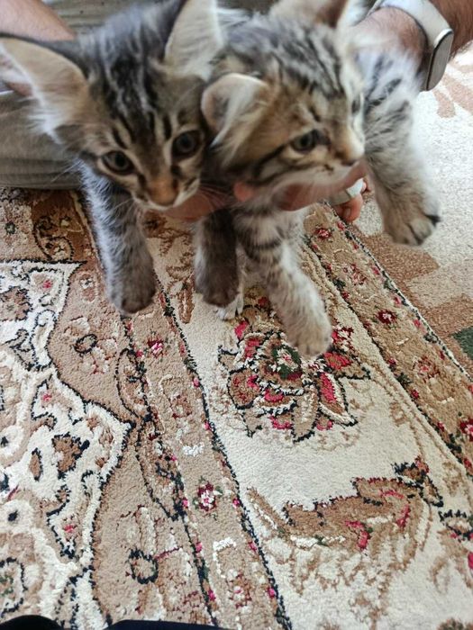 Котята в хорошие руки