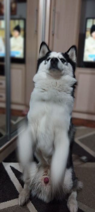 Хаски , 4,5 года , нужно свести