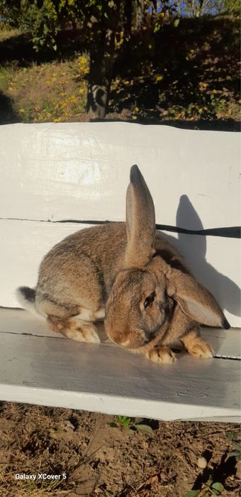 Vand iepuroaica Urias German 8 luni