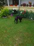 Ofer gratuit catelul din poze