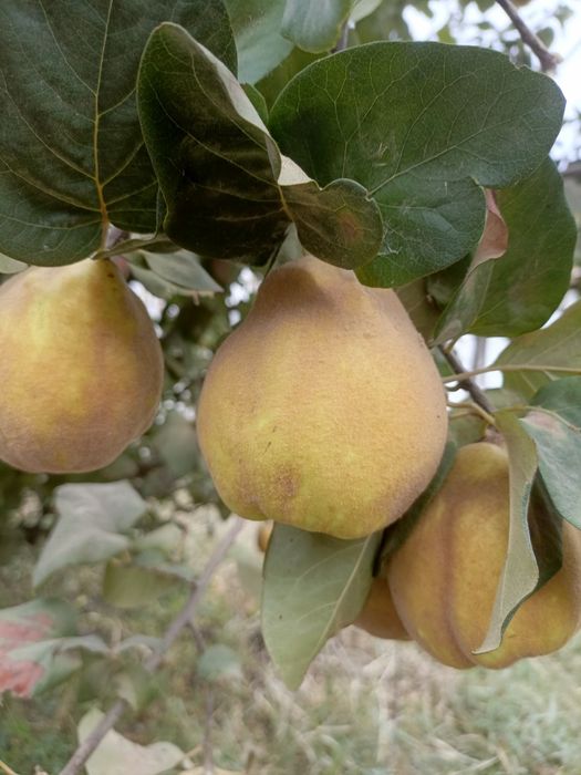 Айва продается домашняя