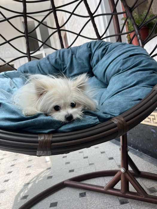 Шпиц собака продается