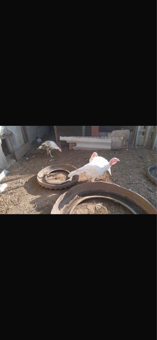 Индюки бролерные