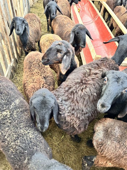 19 бас ұрғашы қозы