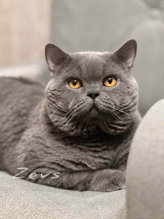 Вязка!  Чистокровный британский кот,  shorthair.