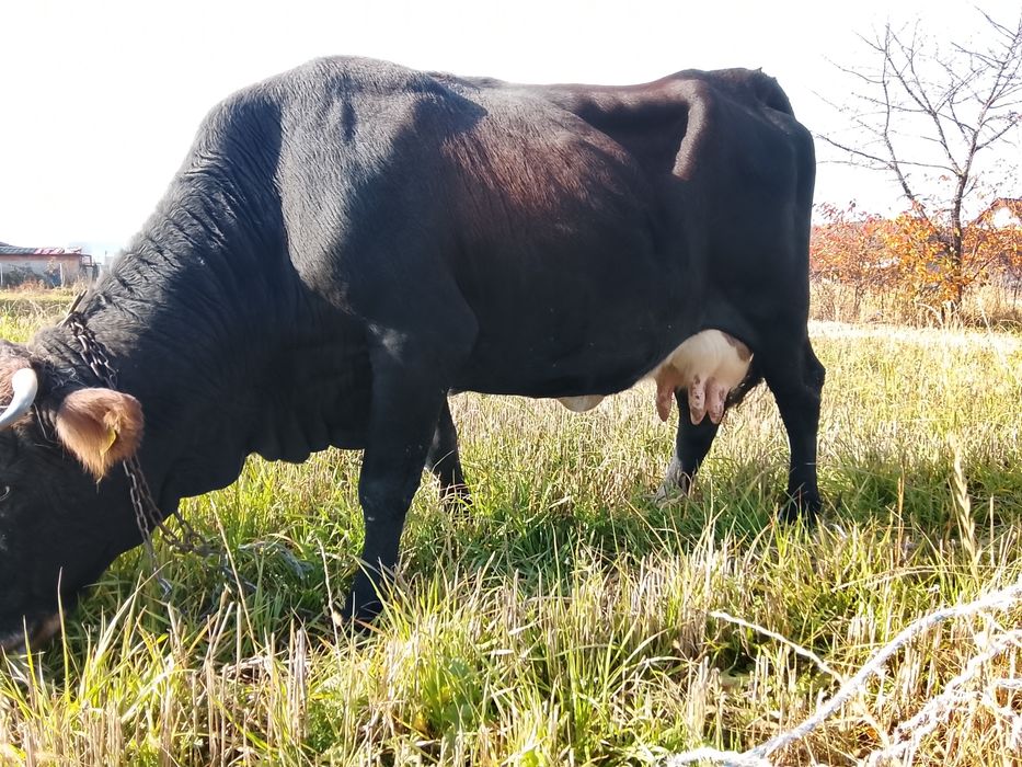 Vnd vaca bruna gestanta an 3 luni și vine cu al 4 vițel și are lapte 1