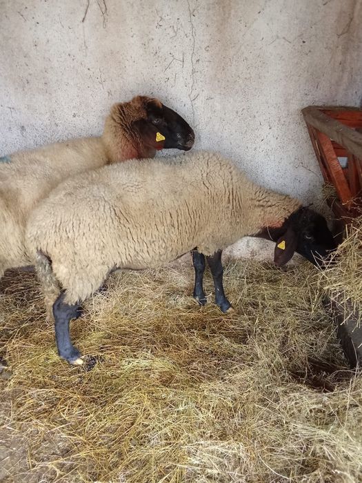 Vând oi Carabașe  Cap Negru De Teleorman