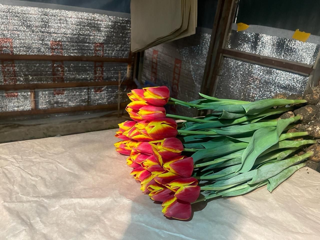 Тюльпаны к празднику  8 марта оптовая продажа с собственых теплиц!