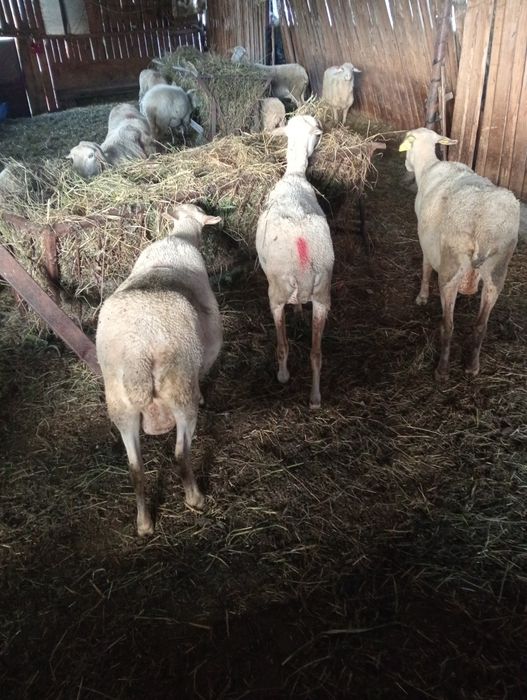 Vind Io lacaune originale