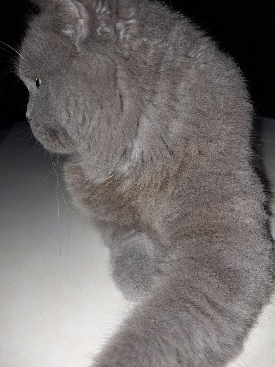 Британская короткошёрстная кошка