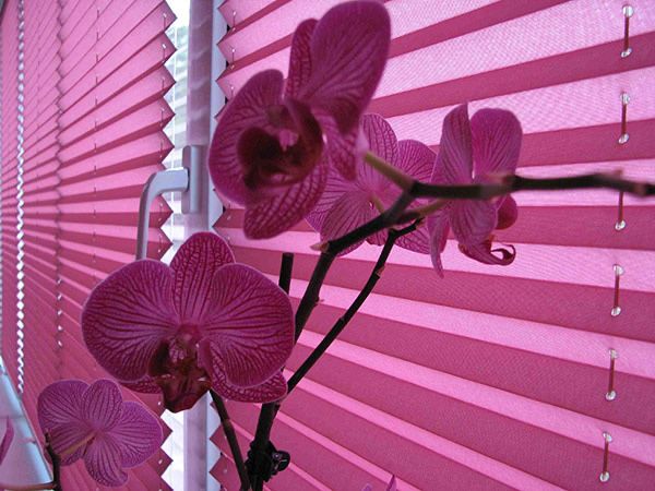 Жалюзи всех видов день ночь вертикальные горизонтальные плиссе