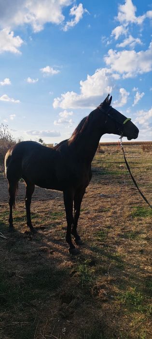 Pursânge  englez 9ani