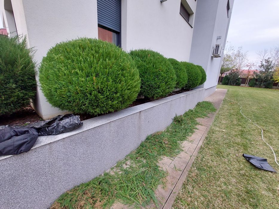 Servicii Profesionale Grădină: Defrișare, Tăiere Pomi, Gazon!