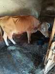 Vaca de vânzare  buna de lapte
