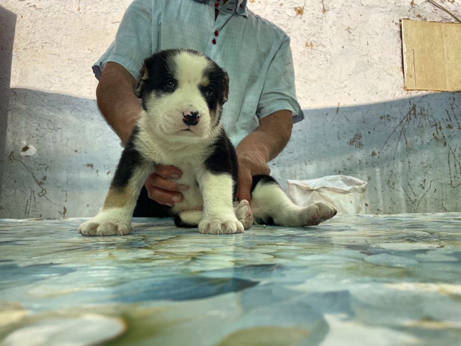 Щенок алабая ( мальчик )