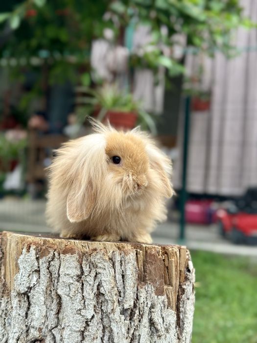 Karlik Quyon. Карликовый кролик