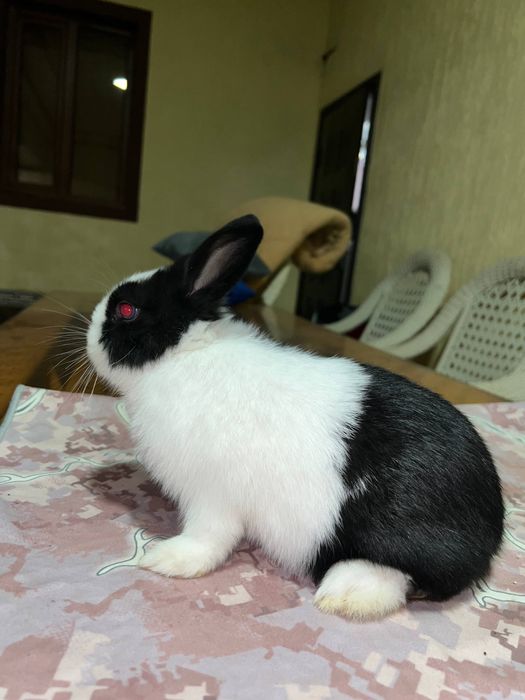 Quyon karlik кролик