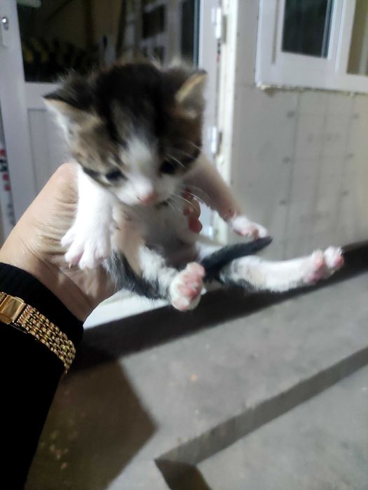 Отдам в добрые руки котят.