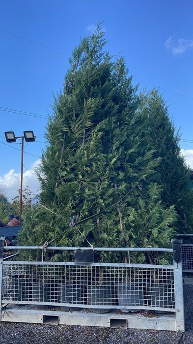 Leylandii 350cm plus