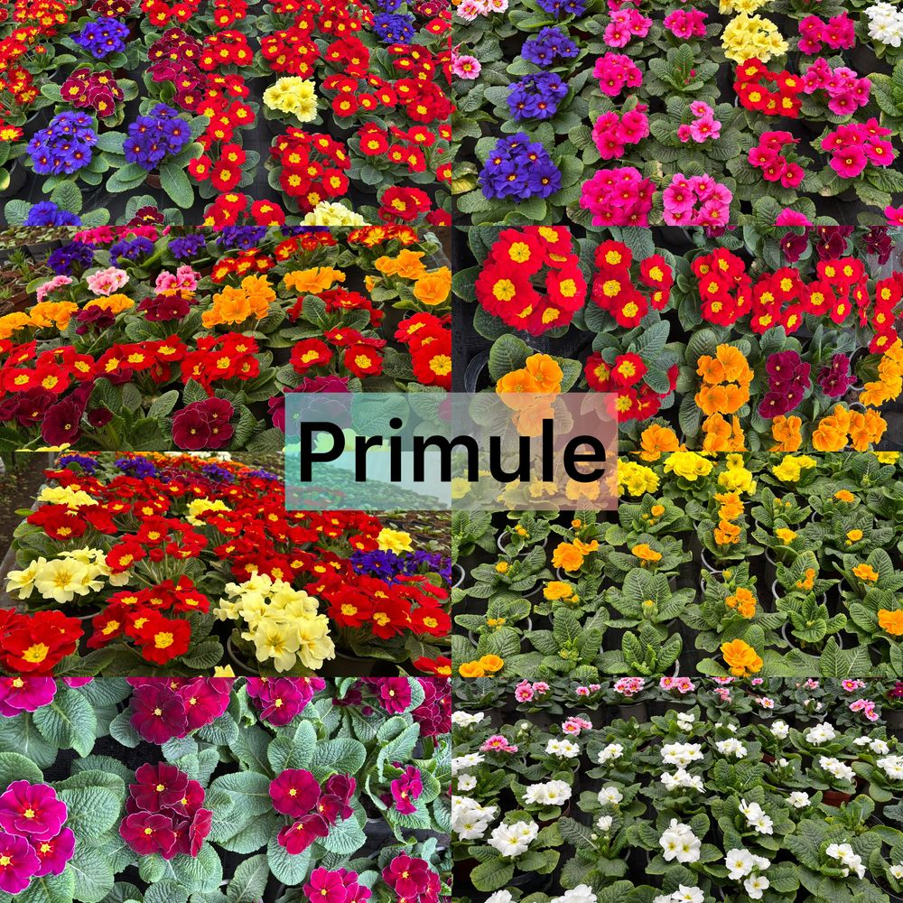 Zambile, Lalele, Cyclamen, Primule, Garofite, Bujori de munte, Muscate