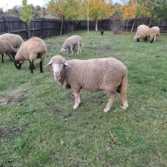 Vand oi oaie-Merinos de Palas