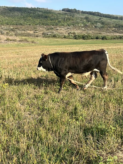 Se vinde taur de rasa baltata roamneasca