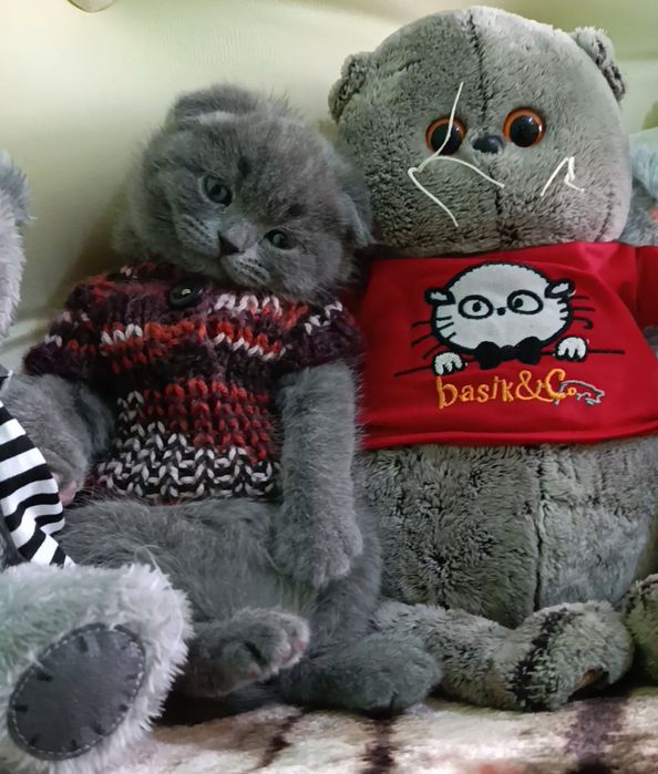 Zotdor mushuk bolalari sotiladi skottish-fold