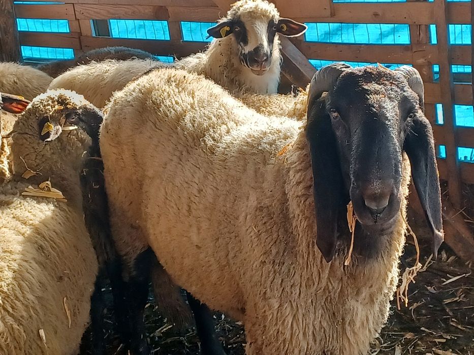 Berbec carabaș sârbesc