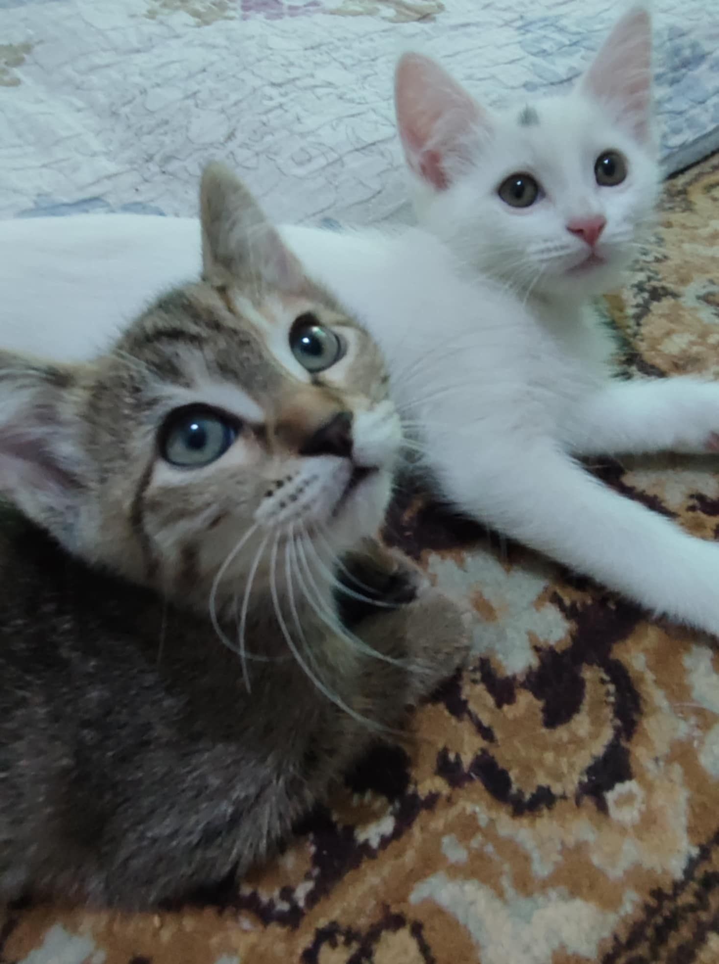 Отдам мамочку и котенка
