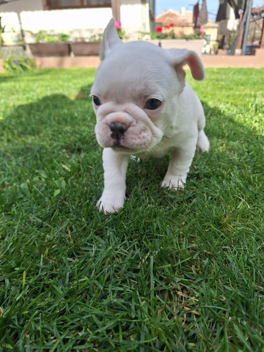 Френски булдог