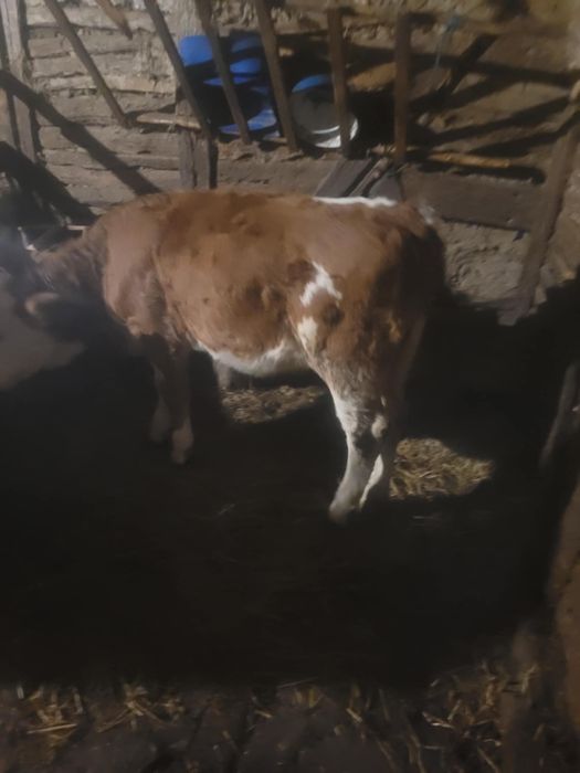 Vand viteaua baltata romaneasca