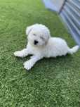 Bichon maltez talie mica