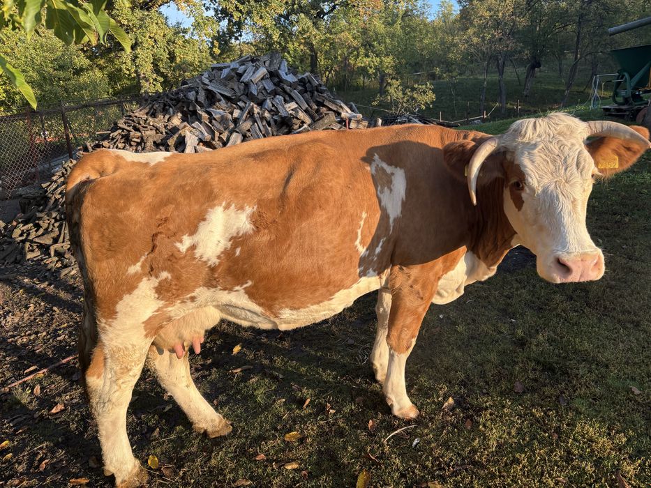 Vand Vaca Baltata Romaneasca 7 ani