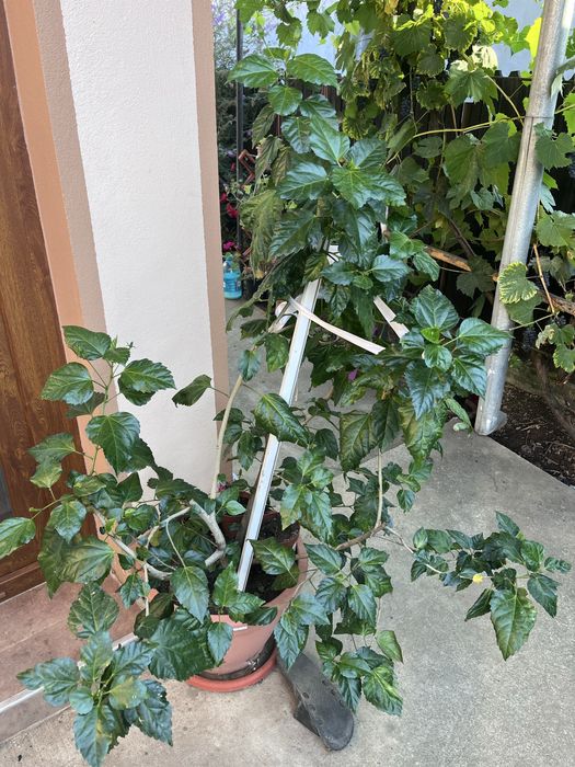 Vand trandafir japonez floare batuta rosie