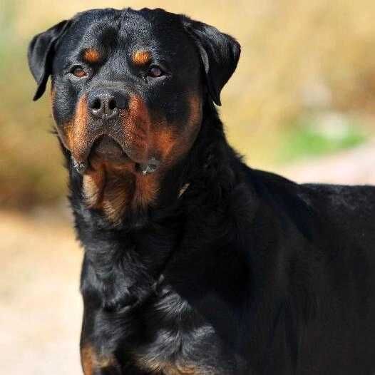 Rottweiler Rottweiler