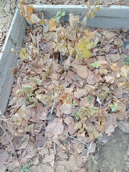 Жүзім көшеттері. Саженцы винограда.