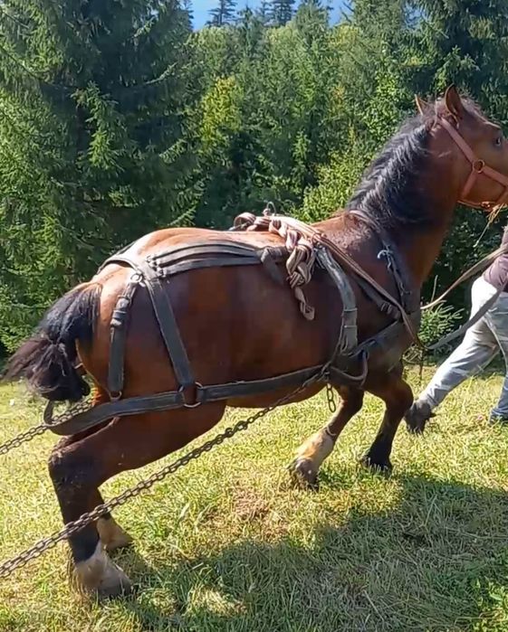 De vanzare sau schimb cu atv manz de 2 ani