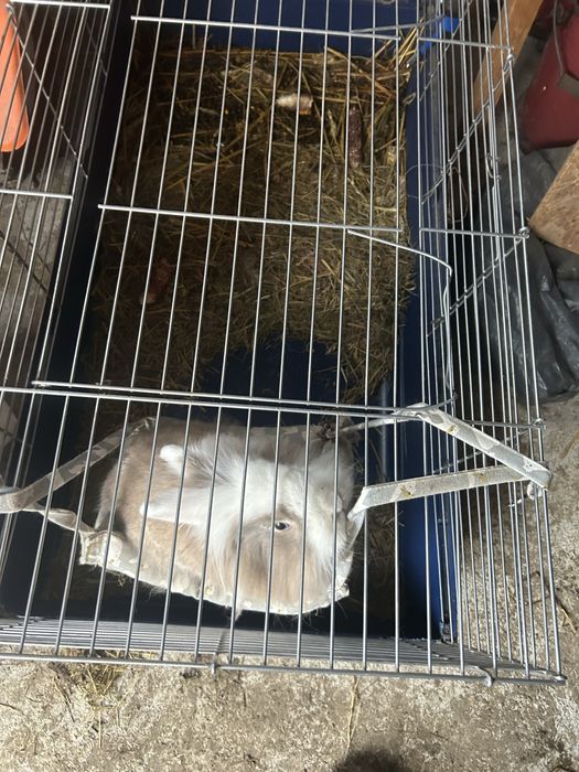 Vand iepuras cap de leu